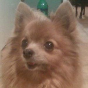 Meet your Posher, Karen